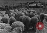 Image of Korean livestock industry North Korea, 1947, second 19 stock footage video 65675048309