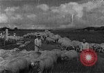 Image of Korean livestock industry North Korea, 1947, second 20 stock footage video 65675048309