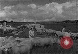 Image of Korean livestock industry North Korea, 1947, second 21 stock footage video 65675048309