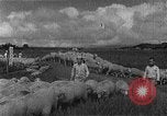 Image of Korean livestock industry North Korea, 1947, second 22 stock footage video 65675048309