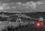 Image of Korean livestock industry North Korea, 1947, second 23 stock footage video 65675048309