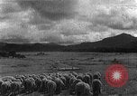 Image of Korean livestock industry North Korea, 1947, second 25 stock footage video 65675048309