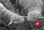 Image of Korean livestock industry North Korea, 1947, second 27 stock footage video 65675048309