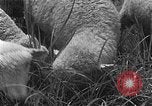 Image of Korean livestock industry North Korea, 1947, second 28 stock footage video 65675048309