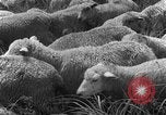 Image of Korean livestock industry North Korea, 1947, second 29 stock footage video 65675048309