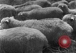 Image of Korean livestock industry North Korea, 1947, second 30 stock footage video 65675048309