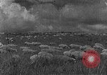 Image of Korean livestock industry North Korea, 1947, second 31 stock footage video 65675048309