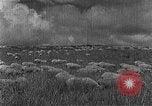 Image of Korean livestock industry North Korea, 1947, second 32 stock footage video 65675048309