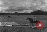 Image of Korean livestock industry North Korea, 1947, second 33 stock footage video 65675048309