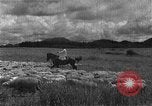 Image of Korean livestock industry North Korea, 1947, second 36 stock footage video 65675048309
