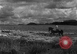Image of Korean livestock industry North Korea, 1947, second 38 stock footage video 65675048309