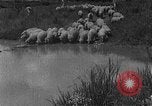 Image of Korean livestock industry North Korea, 1947, second 39 stock footage video 65675048309