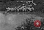 Image of Korean livestock industry North Korea, 1947, second 40 stock footage video 65675048309