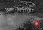 Image of Korean livestock industry North Korea, 1947, second 41 stock footage video 65675048309