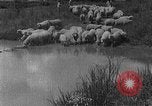 Image of Korean livestock industry North Korea, 1947, second 42 stock footage video 65675048309