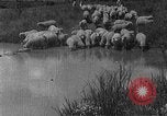 Image of Korean livestock industry North Korea, 1947, second 43 stock footage video 65675048309