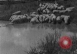Image of Korean livestock industry North Korea, 1947, second 44 stock footage video 65675048309