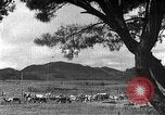 Image of Korean livestock industry North Korea, 1947, second 45 stock footage video 65675048309