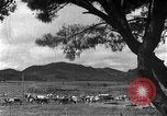 Image of Korean livestock industry North Korea, 1947, second 46 stock footage video 65675048309