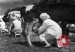 Image of Korean livestock industry North Korea, 1947, second 49 stock footage video 65675048309