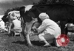 Image of Korean livestock industry North Korea, 1947, second 50 stock footage video 65675048309