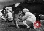 Image of Korean livestock industry North Korea, 1947, second 51 stock footage video 65675048309