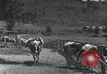 Image of Korean livestock industry North Korea, 1947, second 52 stock footage video 65675048309