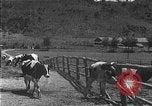Image of Korean livestock industry North Korea, 1947, second 53 stock footage video 65675048309