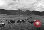 Image of Korean livestock industry North Korea, 1947, second 61 stock footage video 65675048309