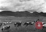 Image of Korean livestock industry North Korea, 1947, second 62 stock footage video 65675048309