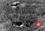 Image of Fallen German soldiers on battlefield France, 1916, second 27 stock footage video 65675048390