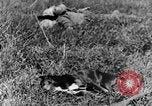 Image of Fallen German soldiers on battlefield France, 1916, second 28 stock footage video 65675048390