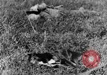 Image of Fallen German soldiers on battlefield France, 1916, second 29 stock footage video 65675048390