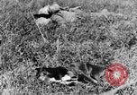 Image of Fallen German soldiers on battlefield France, 1916, second 30 stock footage video 65675048390