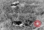Image of Fallen German soldiers on battlefield France, 1916, second 31 stock footage video 65675048390