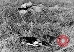 Image of Fallen German soldiers on battlefield France, 1916, second 32 stock footage video 65675048390
