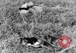 Image of Fallen German soldiers on battlefield France, 1916, second 33 stock footage video 65675048390
