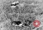 Image of Fallen German soldiers on battlefield France, 1916, second 34 stock footage video 65675048390