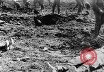 Image l'inhumation des cadavres de soldats allemands France, 1916, de la seconde 54 séquences d'archives historiques vidéo 65675048391