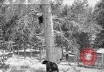 Immagine di Parco Nazionale di Yellowstone Wyoming United States USA, 1917, secondo 1 filmato di repertorio 65675048437