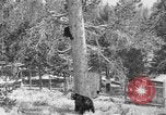 Immagine di Parco Nazionale di Yellowstone Wyoming United States USA, 1917, secondo 3 filmato di repertorio 65675048437