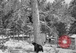 Immagine di Parco Nazionale di Yellowstone Wyoming United States USA, 1917, secondo 4 filmato di repertorio 65675048437