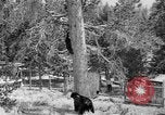 Immagine di Parco Nazionale di Yellowstone Wyoming United States USA, 1917, secondo 5 filmato di repertorio 65675048437