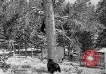 Immagine di Parco Nazionale di Yellowstone Wyoming United States USA, 1917, secondo 6 filmato di repertorio 65675048437