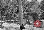 Immagine di Parco Nazionale di Yellowstone Wyoming United States USA, 1917, secondo 7 filmato di repertorio 65675048437