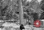 Immagine di Parco Nazionale di Yellowstone Wyoming United States USA, 1917, secondo 8 filmato di repertorio 65675048437