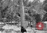 Immagine di Parco Nazionale di Yellowstone Wyoming United States USA, 1917, secondo 9 filmato di repertorio 65675048437