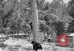 Immagine di Parco Nazionale di Yellowstone Wyoming United States USA, 1917, secondo 10 filmato di repertorio 65675048437