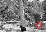 Immagine di Parco Nazionale di Yellowstone Wyoming United States USA, 1917, secondo 11 filmato di repertorio 65675048437