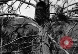 Immagine di Parco Nazionale di Yellowstone Wyoming United States USA, 1917, secondo 13 filmato di repertorio 65675048437